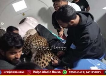 ಆರೋಗ್ಯ ಸಮಸ್ಯೆ ಹಿನ್ನೆಲೆ: ನಂಜಪ್ಪ ಆಸ್ಪತ್ರೆಯಲ್ಲಿ ಚಿರತೆಗೆ ಎಂಆರ್‌ಐ ಸ್ಕ್ಯಾನಿಂಗ್‌