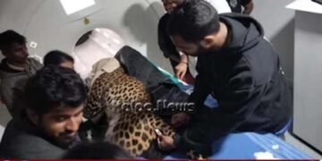 ಆರೋಗ್ಯ ಸಮಸ್ಯೆ ಹಿನ್ನೆಲೆ: ನಂಜಪ್ಪ ಆಸ್ಪತ್ರೆಯಲ್ಲಿ ಚಿರತೆಗೆ ಎಂಆರ್‌ಐ ಸ್ಕ್ಯಾನಿಂಗ್‌