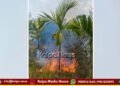ತೀರ್ಥಹಳ್ಳಿ | ತೋಟದಲ್ಲಿ ಬೆಂಕಿ: ಅಡಿಕೆ ಸಸಿ, ಕೃಷಿ ಪರಿಕರಗಳು ಅಗ್ನಿಗಾಹುತಿ