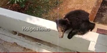 ಶಿವಮೊಗ್ಗ ವಿಮಾನ ನಿಲ್ದಾಣದಲ್ಲಿ ಪ್ರತ್ಯಕ್ಷವಾಗಿದ್ದ ಕರಡಿ ಸೆರೆ | ಅರಣ್ಯ ಇಲಾಖೆ ಯಶಸ್ವಿ ಕಾರ್ಯಾಚರಣೆ