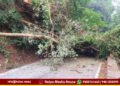 ಆಗುಂಬೆ ಘಾಟಿಯಲ್ಲಿ ರಸ್ತೆ ಅಡ್ಡಲಾಗಿ ಬಿದ್ದ ಮರ | ವಾಹನ ಸಂಚಾರ ಬಂದ್