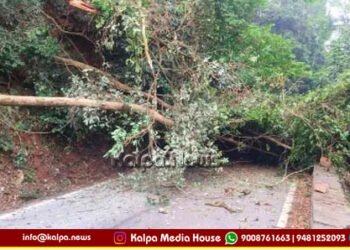 ಆಗುಂಬೆ ಘಾಟಿಯಲ್ಲಿ ರಸ್ತೆ ಅಡ್ಡಲಾಗಿ ಬಿದ್ದ ಮರ | ವಾಹನ ಸಂಚಾರ ಬಂದ್