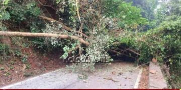 ಆಗುಂಬೆ ಘಾಟಿಯಲ್ಲಿ ರಸ್ತೆ ಅಡ್ಡಲಾಗಿ ಬಿದ್ದ ಮರ | ವಾಹನ ಸಂಚಾರ ಬಂದ್