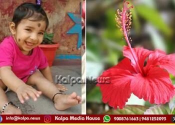 ದಾಸವಾಳ ನುಂಗಿ ಆರು ತಿಂಗಳ ಮಗು ಸಾವು