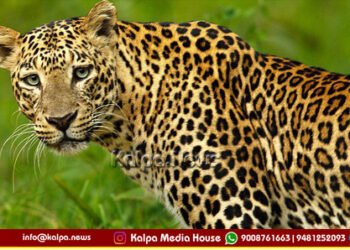 ಶಿಕಾರಿಪುರ | ತಾಲೂಕಿನ ಮೂರು ಹಳ್ಳಿಗಳ ವ್ಯಾಪ್ತಿಯಲ್ಲಿ ಚಿರತೆ ದಾಳಿ | ಮೂವರಿಗೆ ತೀವ್ರ ಗಾಯ