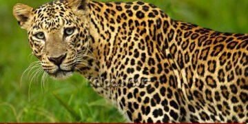 ಶಿಕಾರಿಪುರ | ತಾಲೂಕಿನ ಮೂರು ಹಳ್ಳಿಗಳ ವ್ಯಾಪ್ತಿಯಲ್ಲಿ ಚಿರತೆ ದಾಳಿ | ಮೂವರಿಗೆ ತೀವ್ರ ಗಾಯ