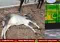 ಶಿವಮೊಗ್ಗ | ಜಾನುವಾರುಗಳಿಗೆ ಸಿಟಿ ಬಸ್ ಡಿಕ್ಕಿ | ಕರು ಸಾವು | ಹಲವು ಕರುಗಳಿಗೆ ಗಾಯ