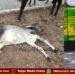 ಶಿವಮೊಗ್ಗ | ಜಾನುವಾರುಗಳಿಗೆ ಸಿಟಿ ಬಸ್ ಡಿಕ್ಕಿ | ಕರು ಸಾವು | ಹಲವು ಕರುಗಳಿಗೆ ಗಾಯ