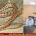ಶಿವಮೊಗ್ಗ | ಒಂದೇ ವರ್ಷದಲ್ಲಿ ಎಷ್ಟು ಮಂದಿಗೆ ಹಾವು ಕಡಿದಿದೆ? ಸತ್ತವರೆಷ್ಟು? ಯಾವ ತಾಲೂಕಿನಲ್ಲಿ ಹೆಚ್ಚು?