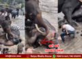 ಕೊಡಗು | ಎಲಿಫೆಂಟ್ ಬಾತಿಂಗ್ ವೇಳೆ ಬಿದ್ದ ಆನೆ ಅಡಿಗೆ ಸಿಲುಕಿ ಮಹಿಳೆ ಸಾವು | ಘಟನೆ ನಡೆದಿದ್ದು ಹೇಗೆ?