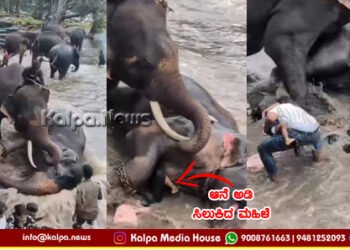 ಕೊಡಗು | ಎಲಿಫೆಂಟ್ ಬಾತಿಂಗ್ ವೇಳೆ ಬಿದ್ದ ಆನೆ ಅಡಿಗೆ ಸಿಲುಕಿ ಮಹಿಳೆ ಸಾವು | ಘಟನೆ ನಡೆದಿದ್ದು ಹೇಗೆ?