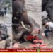 ಕೊಡಗು | ಎಲಿಫೆಂಟ್ ಬಾತಿಂಗ್ ವೇಳೆ ಬಿದ್ದ ಆನೆ ಅಡಿಗೆ ಸಿಲುಕಿ ಮಹಿಳೆ ಸಾವು | ಘಟನೆ ನಡೆದಿದ್ದು ಹೇಗೆ?