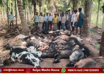 ಶಿವಮೊಗ್ಗ | ಸಿಡಿಲು ಬಡಿದು 50 ಕುರಿಗಳು ಸಾವು