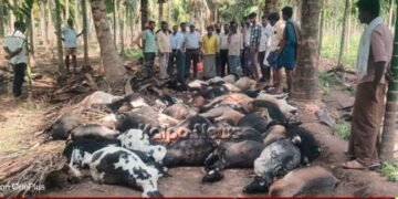 ಶಿವಮೊಗ್ಗ | ಸಿಡಿಲು ಬಡಿದು 50 ಕುರಿಗಳು ಸಾವು