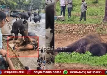 ಕೊಡಗು | ಭೀಕರ ಕಾಳಗದಲ್ಲಿ ಗಾಯಗೊಂಡಿದ್ದ ಮಾರ್ತಾಂಡ ಆನೆ ಸಾವು