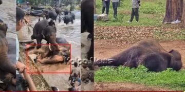 ಕೊಡಗು | ಭೀಕರ ಕಾಳಗದಲ್ಲಿ ಗಾಯಗೊಂಡಿದ್ದ ಮಾರ್ತಾಂಡ ಆನೆ ಸಾವು