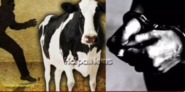 Attempted theft of cows near Thirthahalli