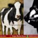 Attempted theft of cows near Thirthahalli