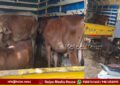 Rescue of 10 cows being transported illegally in Holehonnur