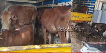 Rescue of 10 cows being transported illegally in Holehonnur