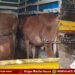 Rescue of 10 cows being transported illegally in Holehonnur