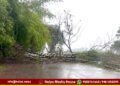 ಮರ ಬಿದ್ದು, ಸಾಗರ ಶಿವಮೊಗ್ಗ ಮಧ್ಯೆ ಹೆದ್ದಾರಿ ಬಂದ್ | ಇಲ್ಲಿದೆ ಪರ್ಯಾಯ ಮಾರ್ಗ