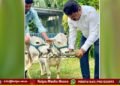 ಮಣ್ಣೆತ್ತಿನ ಅಮಾವಾಸ್ಯೆ | ಗೋಮಾತೆಗೆ ಸಂಸದ ರಾಘವೇಂದ್ರ ವಿಶೇಷ ಪೂಜೆ ಸಲ್ಲಿಕೆ