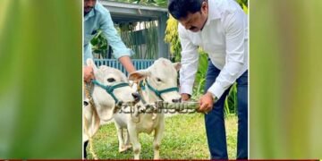 ಮಣ್ಣೆತ್ತಿನ ಅಮಾವಾಸ್ಯೆ | ಗೋಮಾತೆಗೆ ಸಂಸದ ರಾಘವೇಂದ್ರ ವಿಶೇಷ ಪೂಜೆ ಸಲ್ಲಿಕೆ