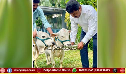 ಮಣ್ಣೆತ್ತಿನ ಅಮಾವಾಸ್ಯೆ | ಗೋಮಾತೆಗೆ ಸಂಸದ ರಾಘವೇಂದ್ರ ವಿಶೇಷ ಪೂಜೆ ಸಲ್ಲಿಕೆ