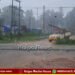 Heavy Rains Lash in Shivamogga Hundreds of Electric Poles Collapse