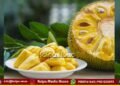 ಶಿವಮೊಗ್ಗ | ಜುಲೈ 5ರವರೆಗೆ ಹಲಸು – ಮಾವು ಮೇಳ