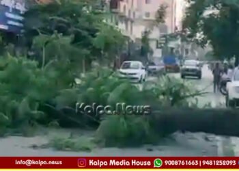 Shivamogga Tree Falls Near Gopi Circle, Major Mishap Averted