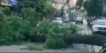 Shivamogga Tree Falls Near Gopi Circle, Major Mishap Averted