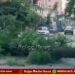 Shivamogga Tree Falls Near Gopi Circle, Major Mishap Averted