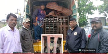 Holehonnur Monkey Captured By Forest Dept Shivamogga
