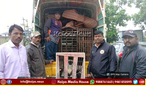 Holehonnur Monkey Captured By Forest Dept Shivamogga