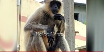 ಹೊಳೆಹೊನ್ನೂರು | ಜನರ ಮೇಲೆ ಏಕಾಏಕಿ ಎರಗಿದ ಮುಸಿಯಾ | ಬಾಲಕನಿಗೆ ಗಂಭೀರ ಗಾಯ