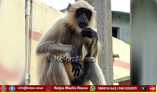 ಹೊಳೆಹೊನ್ನೂರು | ಜನರ ಮೇಲೆ ಏಕಾಏಕಿ ಎರಗಿದ ಮುಸಿಯಾ | ಬಾಲಕನಿಗೆ ಗಂಭೀರ ಗಾಯ