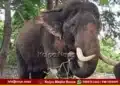 Mysuru Dasara Elephants Viewing Ticket Fee Cancelled copy