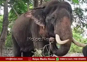 Mysuru Dasara Elephants Viewing Ticket Fee Cancelled copy