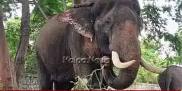 Mysuru Dasara Elephants Viewing Ticket Fee Cancelled copy