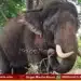 Mysuru Dasara Elephants Viewing Ticket Fee Cancelled copy