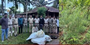 sagara police raid ganja-seized-two-arrested