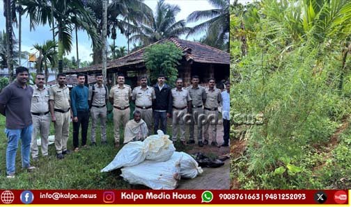 sagara police raid ganja-seized-two-arrested