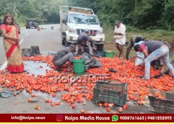Sagara Tempo Accident Tomatoes Spilled On Road