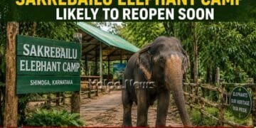 Sakrebailu Elephant Camp Likely to Reopen Soon