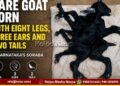 soraba-rare-goat-born-with-8-legs-3-ears-2-tails