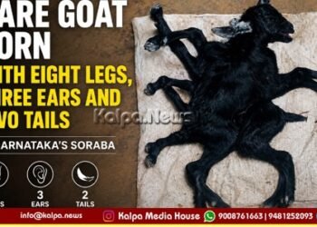 soraba-rare-goat-born-with-8-legs-3-ears-2-tails