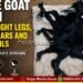soraba-rare-goat-born-with-8-legs-3-ears-2-tails
