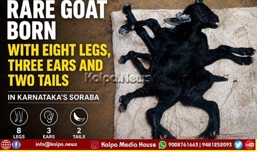 soraba-rare-goat-born-with-8-legs-3-ears-2-tails